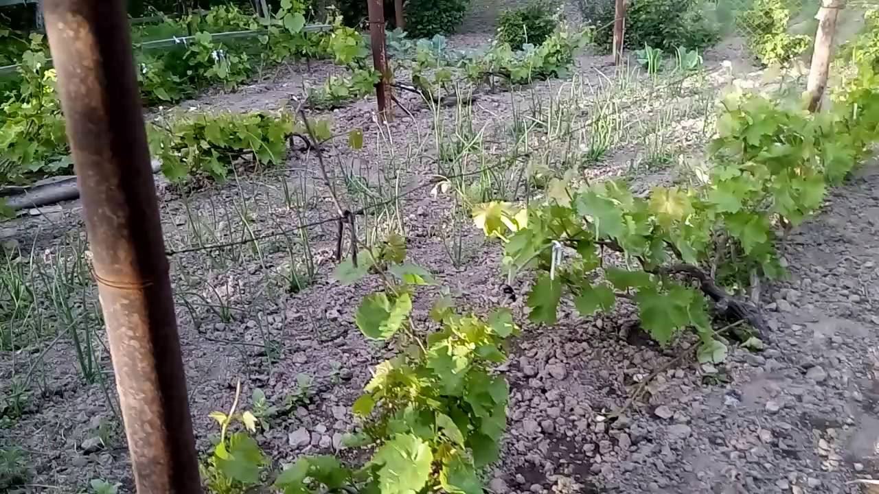 Соседство смородины. Виноград в огороде. Грядка для винограда. Виноград рядом с грядками. Виноград растет в саду.