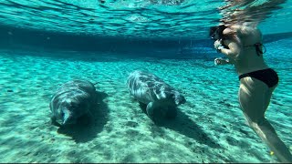 Wild Manatees Join Us in a Florida Spring!