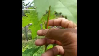 CARA MUDAH MEMBUAHKAN ANGGUR PADA BATANG MUDA