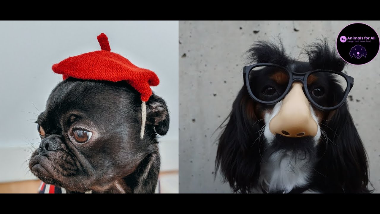 🤣 FUNNY 🐶 Animal Crossing Tik Tok 🔥 COMPILATION - YouTube