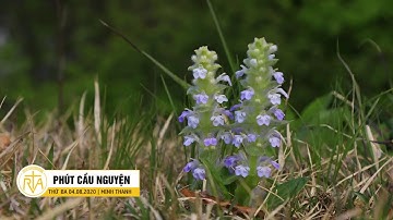 Phút Cầu Nguyện, Thứ Ba 04/08/2020: Đừng sợ mình yếu kém