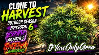 CLONE TO HARVEST 2026 OUTDOOR SEASON EP 6 ! | IFYOUONLYGREW