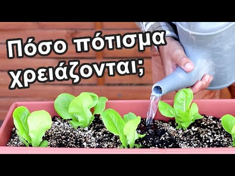 Βίντεο: Kohlrabi: πότισμα και σίτιση, καλλιέργεια σε προστατευόμενο έδαφος