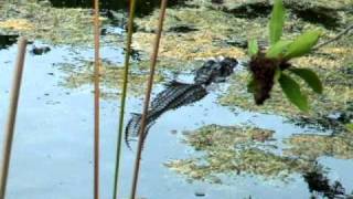 5.5 Ft Female Alligator at The Blue Hole, Big Pine Key