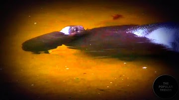 Pygmy Hippo baby makes a splash