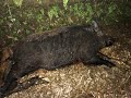 Guest Hog Hunts! - Horn Swamp Hunting