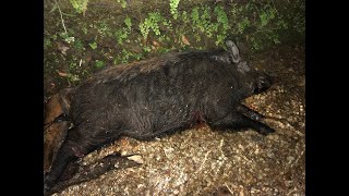 Guest Hog Hunts!  Horn Swamp Hunting