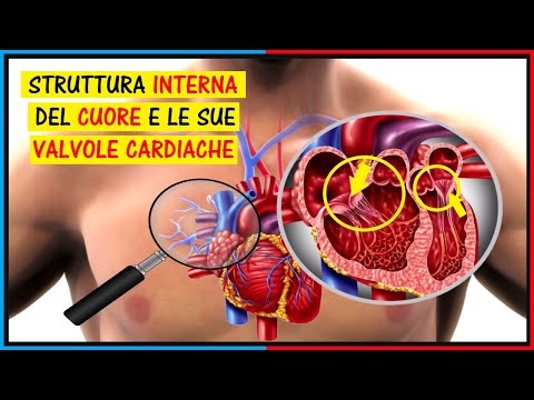 Video: Dove si trovano le valvole semilunari nel cuore?