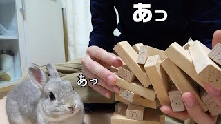 Rabbit who collapses the owner Jenga twice and escapes feeling responsibility
