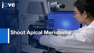 Confocal Live Imaging of Shoot Apical Meristems | Protocol Preview