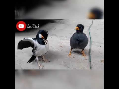 Duet jalak Uren gacor dan kutilang Gacor isian jalak