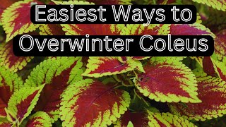 2 Easy Ways to Keep Your Coleus Going All Year  Overwintering Coleus Indoors