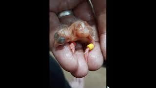 المنتج والمربي لكناري اللون عمان الأردن علاء عبد الواحد وباتيه المهندس فاضل رجب طعام بديل البريقة .