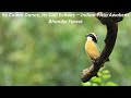 When the Bhondsi Forest Came Alive with Indian Pitta Singing, Flameback & Coppersmit Babet in action