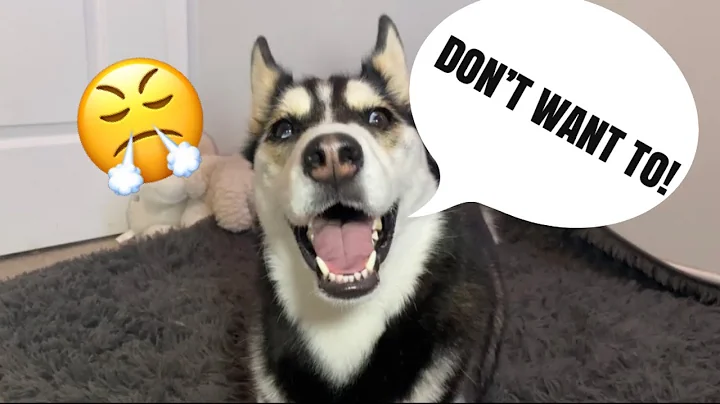 Husky Speaks PERFECT ENGLISH Over 30 Times | Part 2!