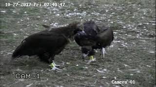 GREFA -  "Abanto", ya libre, junto a otro buitre negro, "Antonio"