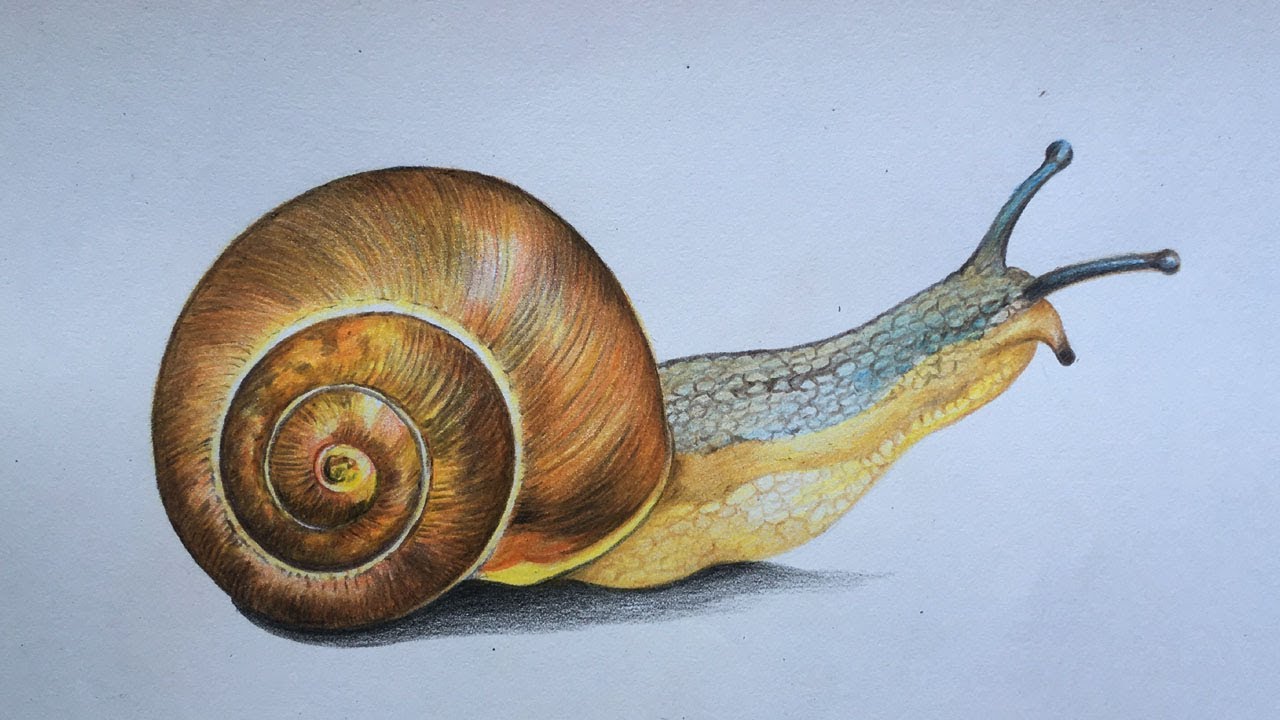 How to Draw a Snail | Snail Drawing in Color Pencils - YouTube