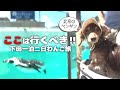 【犬連れ旅行静岡下田観光】下田海中水族館がわんこに優しすぎた🐶🐶💕1泊2日わんこ旅1/3 2024.5