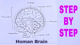 How to draw human brain easily | ह्यूमन ब्रेन डायग्राम by Arts and Crafts 2,762 views 4 years ago 6 minutes, 47 seconds