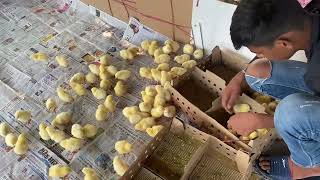 1,000 Chicks Arrived in a Single Order!