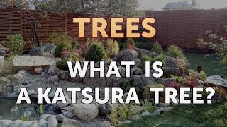 What Is a Katsura Tree