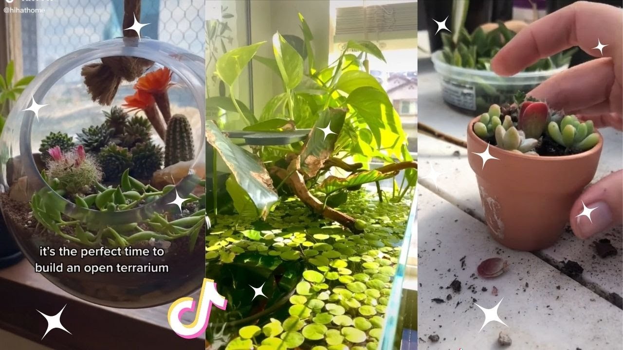 Planttok 🌱 Part 8 🌱  tiktok compilation