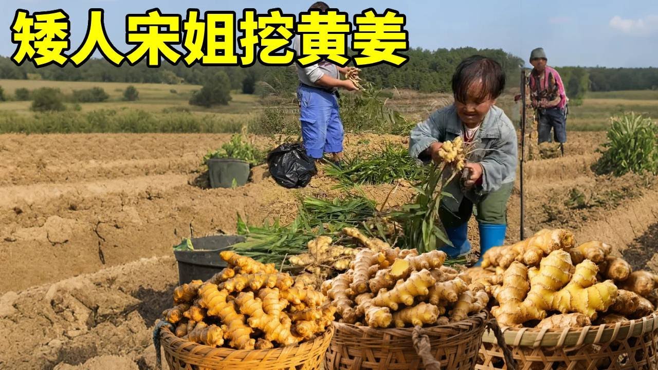 矮人宋姐上山挖黄姜，忙忙碌碌挖了一筐，太充实了！#农村生活#袖珍人