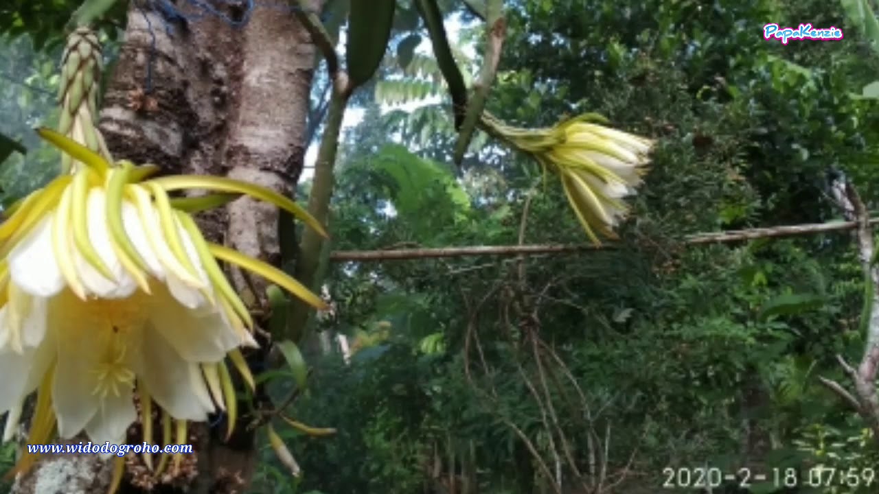 Bunga Buah Naga Di Pagi Hari 
