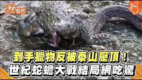 到手獵物反被泰山壓頂！　世紀蛇蟾大戰結局網吃驚