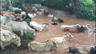 CRUCE DE VACAS PARIDAS