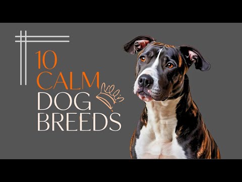 Top 10 Calmest Dog Breeds for a Peaceful Home!