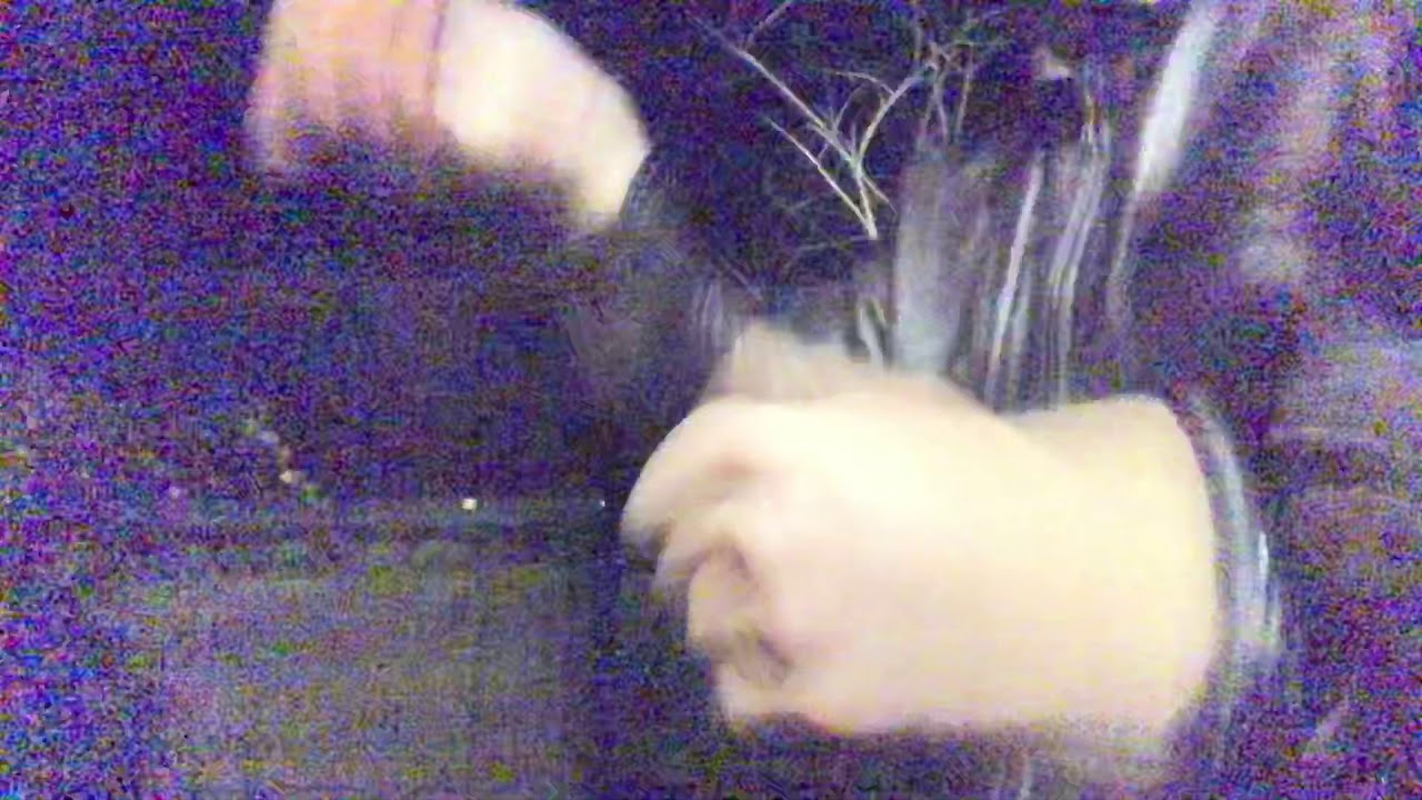 Floats like a butterfly 🦋 Stings like a bee 🐝⚡️.... just like a nomad