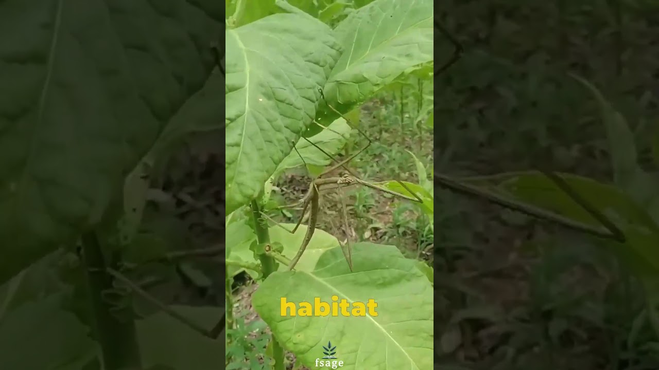 Chan's Megastick: Exploring the World's Longest Insect in Borneo's Heart #insect #worldlargest