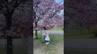 Cherry blossom #cherry #blossom #spring #vibes #trending #ytshorts #shorts #youtubeshorts #viral