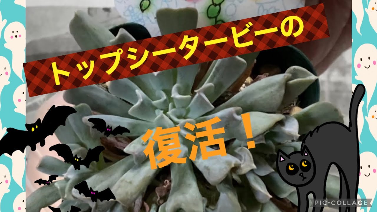 多肉植物】トップシータービーを復活させる✨ 2021.10.29 - YouTube
