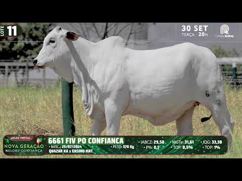 LOTE 11   DVD 6661