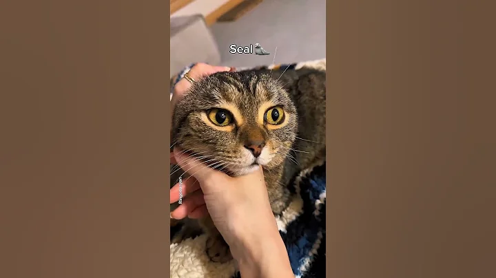 Watch the video about Cats being Cats 🤣🤣 #funny #catvideos #catshorts #ahorts