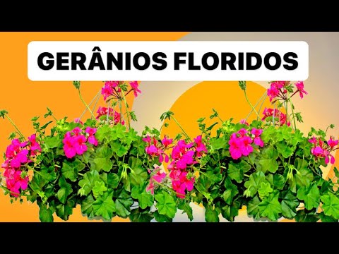Vídeo: Por Que Os Gerânios Não Florescem E O Que Fazer Para Ajudar A Flor