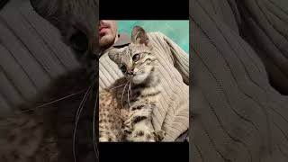 El gato montés viral de Tik Tok fue rescatado por la Policía Ambiental de Córdoba