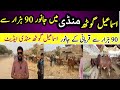 Ismail Goth Mandi Latest Rates 29 April 2026 Karachi Cheapest Cattle Market Update Cow Prices Today