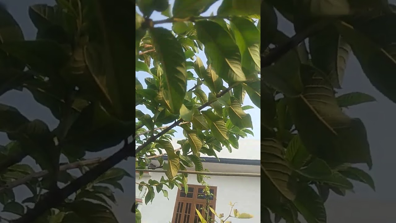 Chest par leg poudhe 