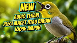 Audio terapi PLECI MACET ATAU BAHAN agar rajin bunyi 100% AMPUH