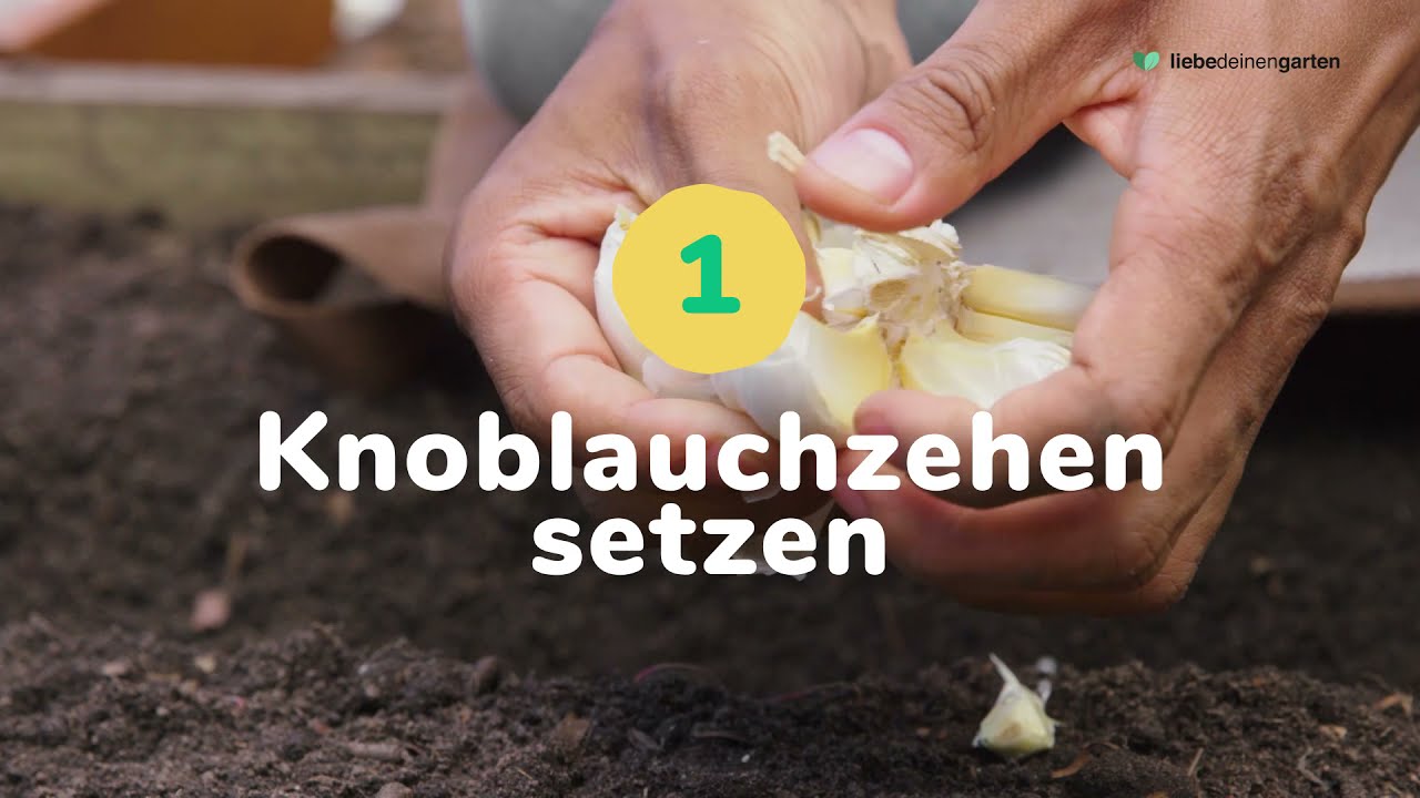 Knoblauch richtig pflanzen, stecken, aufbewahren & ernten