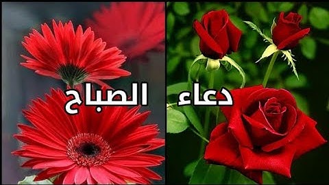 أفضل ما تبدأ به يومك🌟🌟🌟اذكار الصباح بصوت عذب ماشاء الله