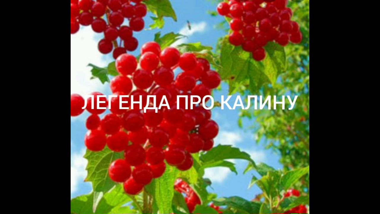 ЛЕГЕНДА ПРО КАЛИНУ - YouTube