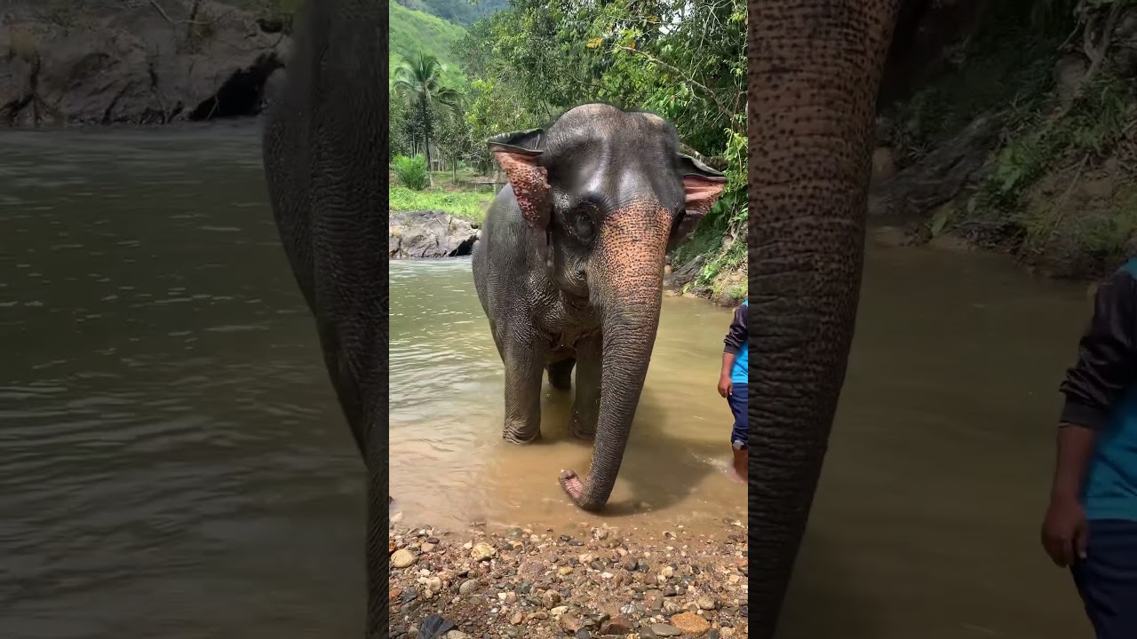 L’elefante thai e più piccolo rispetto ad un elefante africano. 