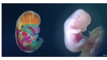 Spatial Multi omics Technology Stereo seq by STOmics