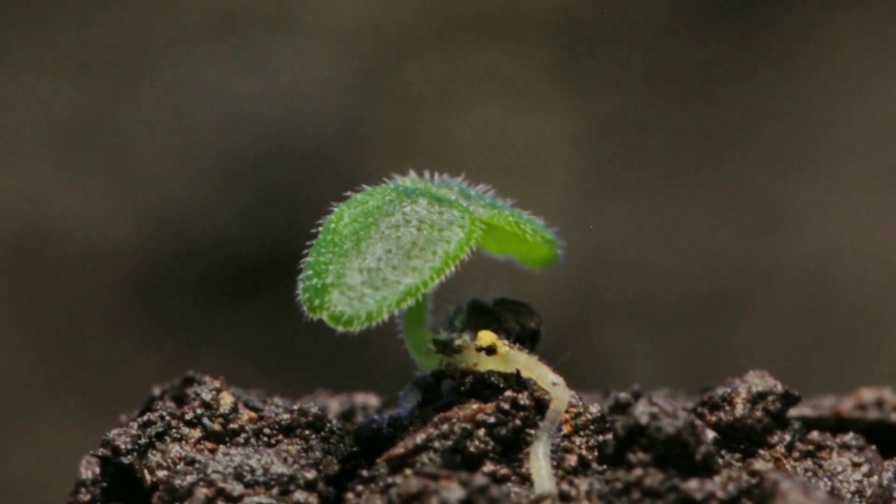 Cecropia Seedling Timelapse