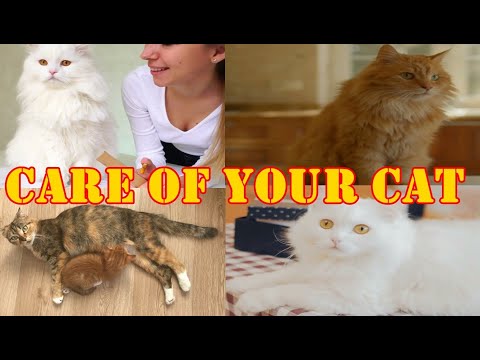 Video: Cat Care 101: una guida per i nuovi proprietari di gatti