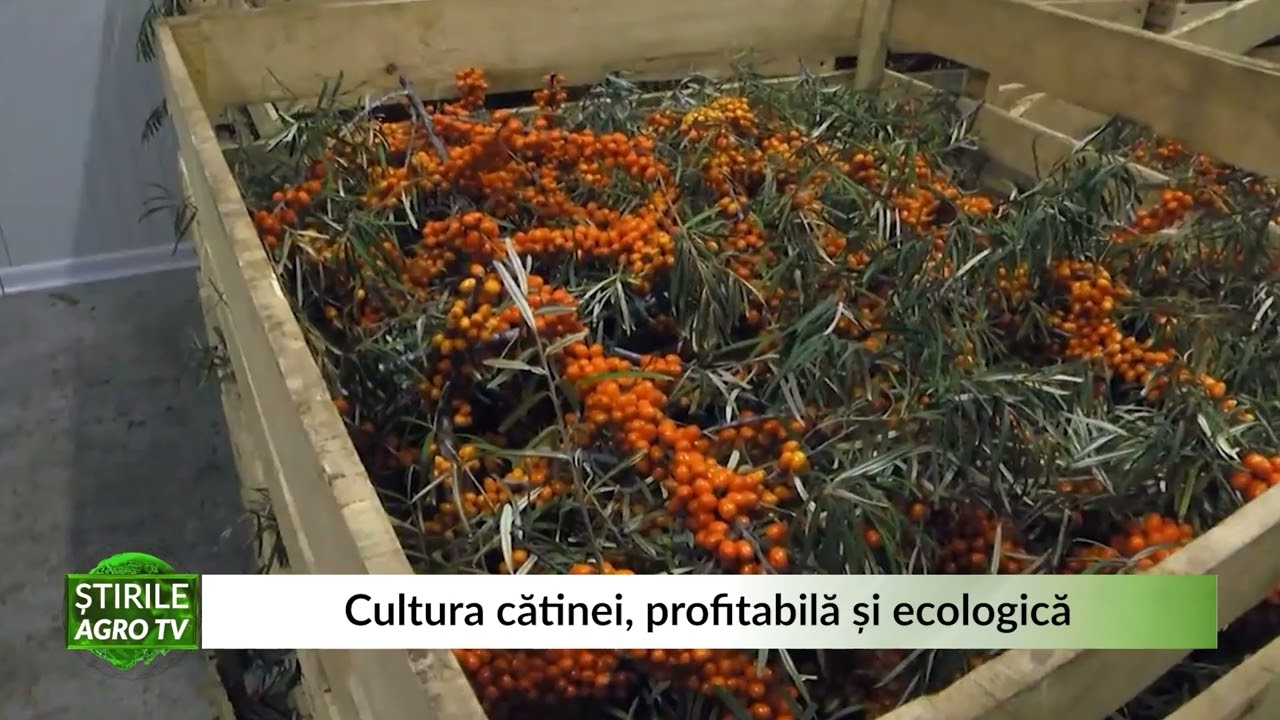 VIDEO - Cultura cătinei, o afacere profitabilă și ecologică 1 VIDEO - Cultura cătinei, o afacere profitabilă și ecologică YouTube player